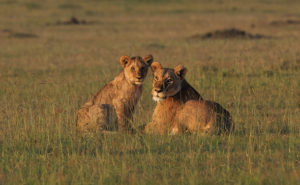 Things to Consider When Planning a Masai Mara Safari
