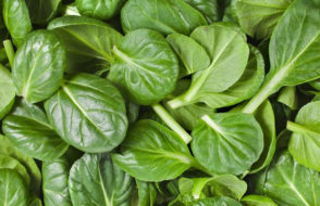 Delicious healthy and tasty Superfoods you Should Eat Everyday