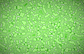 M.Sc. Microbiology - A booming Sector that brings you to a brighter Future