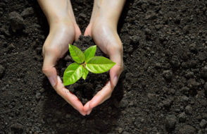 Xeriscape your Yard to protect the Environment - Here's How