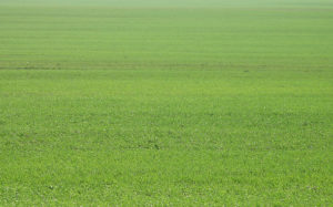 How to Create a Separation in an Open-Plan Living Space?