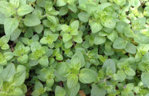 How does the Center for Health and Healing Offer a Safe Space?