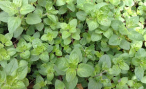 How does the Center for Health and Healing Offer a Safe Space?