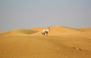 How Evening Desert Safari differs from Morning Desert Safari?
