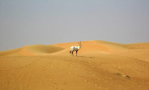How Evening Desert Safari differs from Morning Desert Safari?