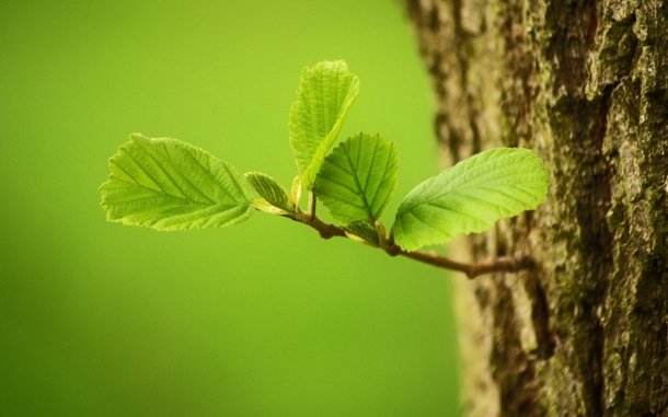 Elimination of Pests or Health of Trees Top 7 Tree Trimming benefits
