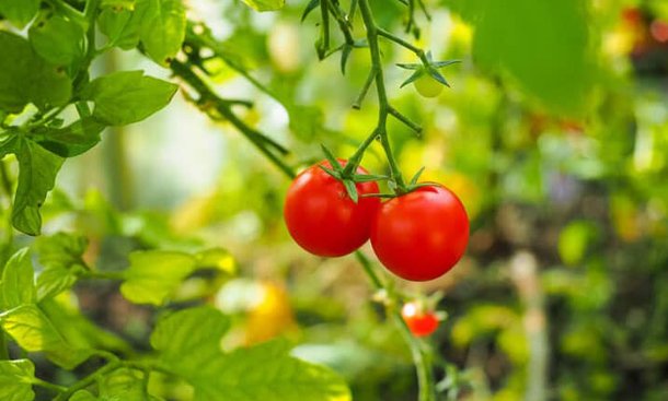 How you can Create a Sustainable Garden? - Gardening Techniques