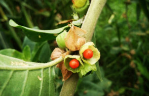 Shilajit Capsule with Ashwagandha Capsule - Solution for Infections