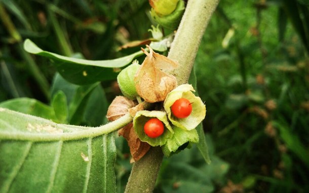 Shilajit Capsule with Ashwagandha Capsule - Solution for Infections