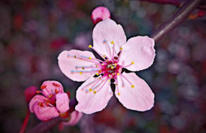 14 reasons Why are Flowers important in our Lives?