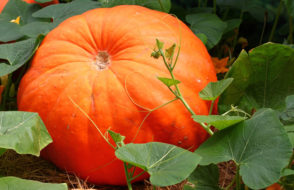 Reduce Belly Fat to Strong Eyesight like 5 benefits and Pros of Pumpkin