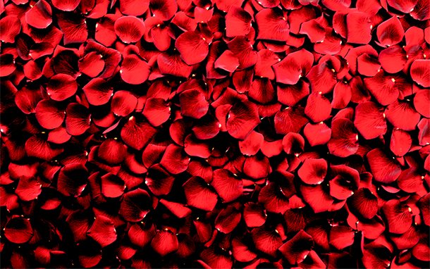 Online Red Rose Delivery on Valentine's Day