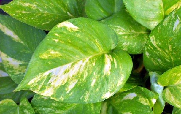 Learn about the top 10 Plants that are Outstanding for Work from Home