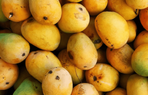 Mango Cultivation in India - A Sweet Journey of Economic Growth