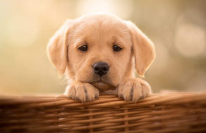 Exploring How Dogs Regulate Body Temperature?