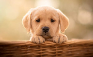 Exploring How Dogs Regulate Body Temperature?