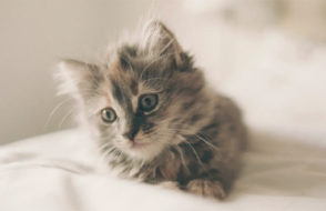 Rainy Day Essentials - How Cat Rain Coats keep your Kitty Cozy and Dry?