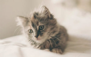 Rainy Day Essentials - How Cat Rain Coats keep your Kitty Cozy and Dry?