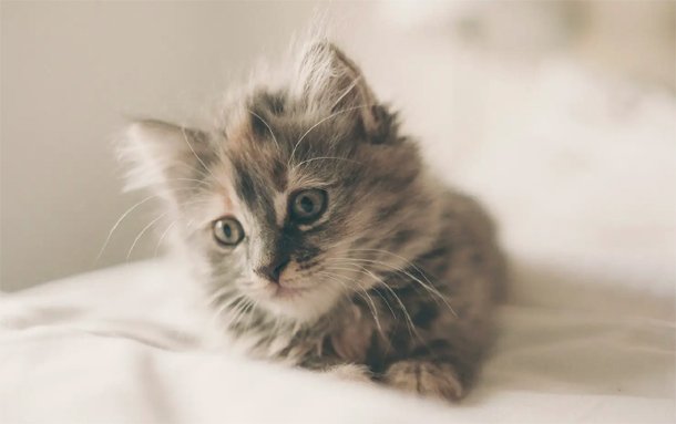 Rainy Day Essentials - How Cat Rain Coats keep your Kitty Cozy and Dry?