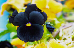 Bat Orchid or Tulips Top 10 Stunning Black Flowers