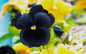 Bat Orchid or Tulips Top 10 Stunning Black Flowers