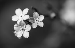 Analog Photography - Exploring 35mm SLRs, Rangefinders