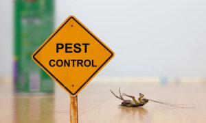 Effective Strategies for Pest Control in Urban Environments