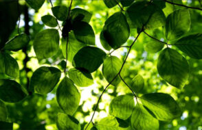 Harness the Benefits of ISO 14001 Training to Improve Sustainability Practices