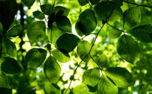 Harness the Benefits of ISO 14001 Training to Improve Sustainability Practices