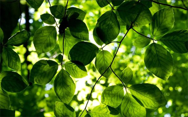 Harness the Benefits of ISO 14001 Training to Improve Sustainability Practices