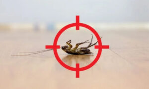 Mastering Pest Control - Learn Online for a Sustainable Future