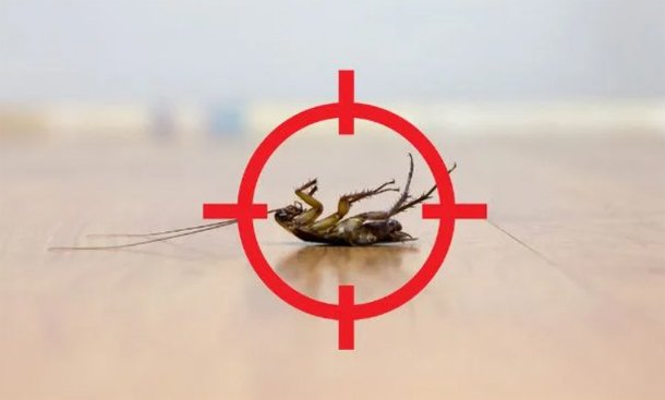Mastering Pest Control - Learn Online for a Sustainable Future