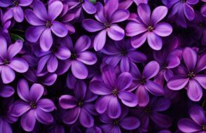 Purple Flowers in Florida - A Guide to Vibrant Blooms