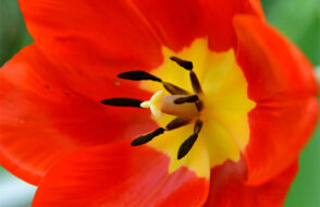 Surprising your Husband or Wife with Flowers