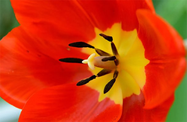 Surprising your Husband or Wife with Flowers