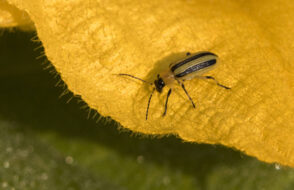 Affordable Pest Control Services in Brisbane