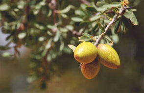 Argan Oil - Benefits, Uses, and Argan Oil Price in Pakistan