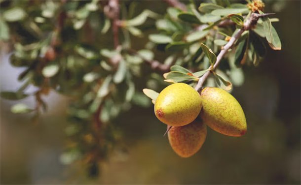 Argan Oil - Benefits, Uses, and Argan Oil Price in Pakistan