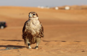 Experience the Thrills of a Morning Desert Safari in Dubai