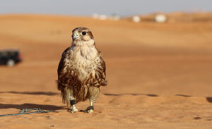 Experience the Thrills of a Morning Desert Safari in Dubai