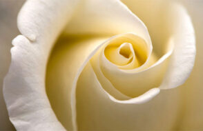 Express your Love with Valentines Flowers in Gwalior