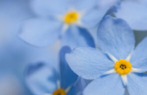 10 Interesting Facts about Carnations that are Worth Knowing