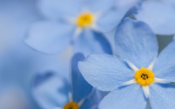 10 Interesting Facts about Carnations that are Worth Knowing