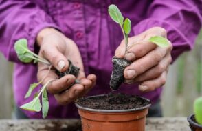 Tips to make a Small Yard Look Larger - Landscaping Ideas