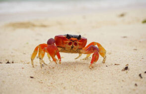 Is Frozen Crab as Good as Fresh?