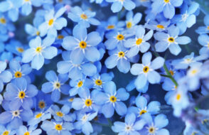 6 Reasons to Choose Online Flower Delivery in Agra to Gwalior