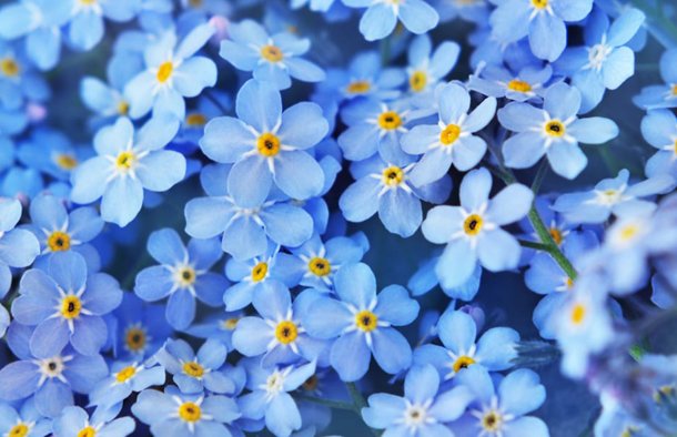 6 Reasons to Choose Online Flower Delivery in Agra to Gwalior
