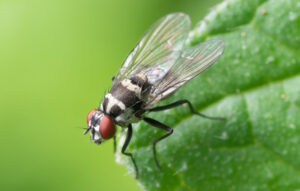 Termites in House? Pest Control Services to Save Damage